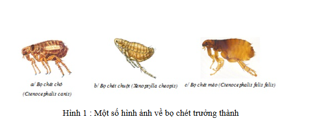 Bọ chét trưởng thành.PNG